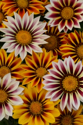 Picture of Gazania - New Day Tiger Stripes